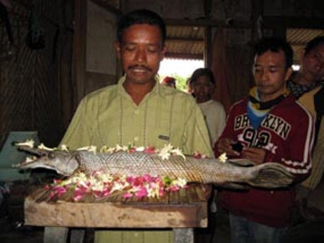 Cerita Ikan Aligator yang Ditemukan di Surabaya Mojokerto Cerita Ikan Aligator yang Ditemukan di Surabaya Mojokerto