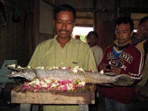 Bobot Ikan Aligator yang Ditemukan di Waduk Jatiluhur Mencapai 60 Kg