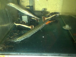 Jangan Main-main dengan Ikan Aligator