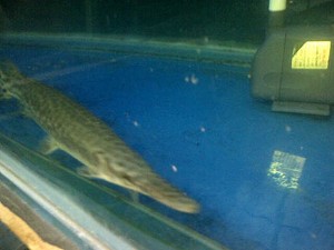 Dikoleksi Pejabat, Ikan Aligator Laris Terjual Hingga Rp 3 Juta Per Ekor