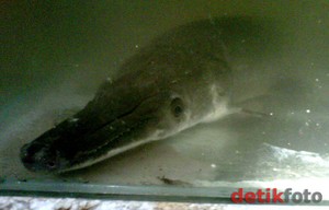 5 Alasan Kenapa Ikan Aligator di Jatiluhur Harus Segera Ditangkap