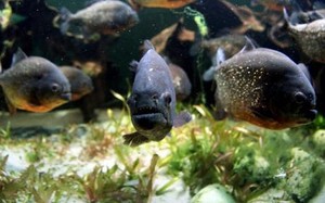 Selain Ikan Aligator, Ikan Piranha Juga Laris di Pasaran