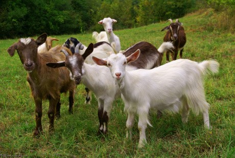 Bercinta dengan Kambing Giring Pria Muda Ini ke Pengadilan