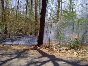 Hutan Jati Bojonegoro Terbakar Diduga Sengaja Dibakar