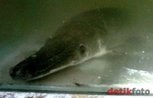 5 Ikan Aligator di Waduk Jatiluhur Tak Menyerang Manusia