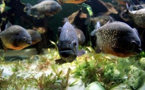 Piranha yang Lepas di Waduk Cirata Tak Berbahaya