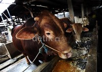 Untuk menjaga kondisi sapi selalu dalam kondisi sehat, para peternak memberi pakan secara teratur.