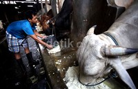 Pekerja membersihkan kandang sapi di salah satu peternakan di kawasan Duren Tiga, Jakarta Selatan, Senin (16/9/2013).