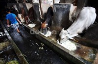 Sejumlah sapi melahap makanannya.