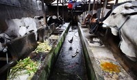 Agar kondisi sapi selalu sehat, para peternak juga membersihkan kandang secara rutin.