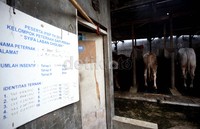 Ternak sapi perah milik H. Izzat Saleh ini berada di Jalan PLN Duren Tiga, Jakarta Selatan.