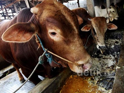 Melongok Peternakan Sapi di Duren Tiga