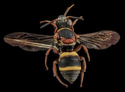 Keindahan Fauna dalam Jepretan Makro