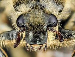 Keindahan Fauna dalam Jepretan Makro