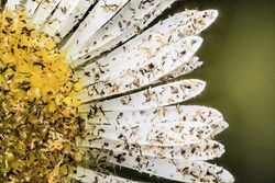 Keindahan Fauna dalam Jepretan Makro