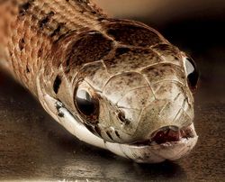 Keindahan Fauna dalam Jepretan Makro