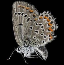 Keindahan Fauna dalam Jepretan Makro