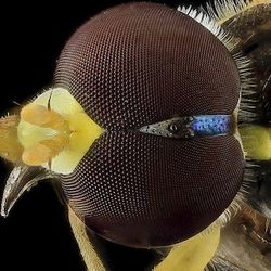 Keindahan Fauna dalam Jepretan Makro