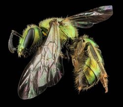 Keindahan Fauna dalam Jepretan Makro