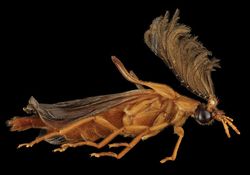 Keindahan Fauna dalam Jepretan Makro