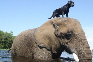 Lucunya, Gajah Bersahabat dengan Anjing di California