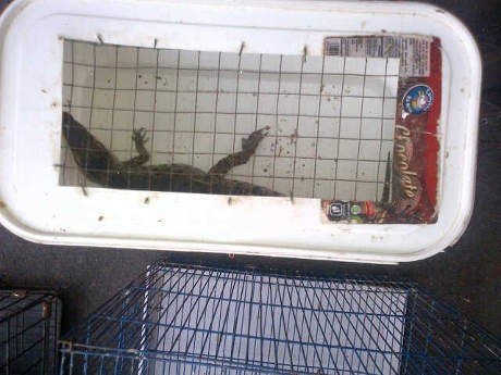 72+ Gambar Hewan Tupai Terbang Gratis Terbaru