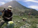 Pengungsi Gunung Sinabung Panen Sayur