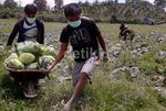 Pengungsi Gunung Sinabung Panen Sayur
