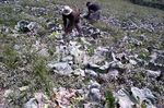 Pengungsi Gunung Sinabung Panen Sayur