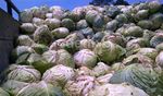 Pengungsi Gunung Sinabung Panen Sayur