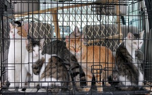 Terbongkar di China Kasus Daging Kucing Dipalsukan sebagai Daging Kambing