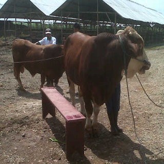 Pejabat Kementan dan Kemendag Silang Pendapat Soal Izin Impor Sapi