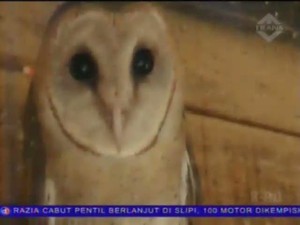 Menangkar Burung Hantu Berburu Hama Tikus