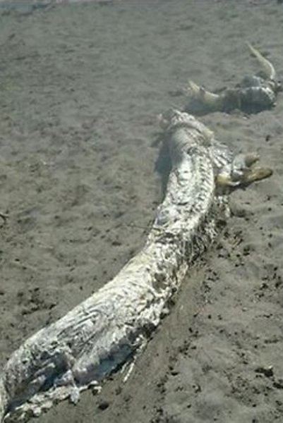 Aneka Monster Laut yang Pernah Muncul