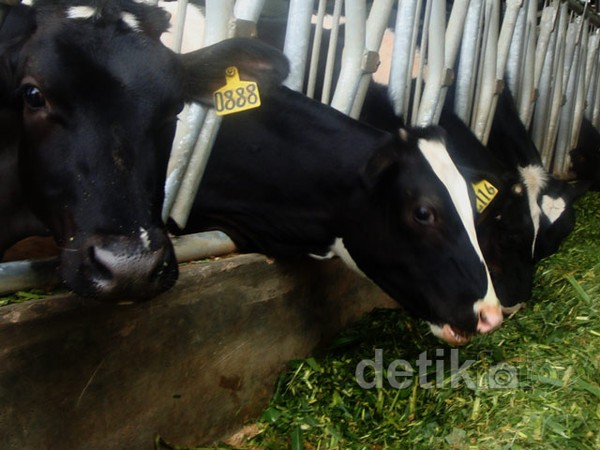 Sapi Perah ber-SNI Disebar ke 3 Provinsi