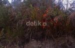 Hutan di Lereng Gunung Sinabung Dibakar