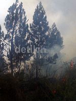 Hutan di Lereng Gunung Sinabung Dibakar