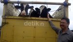 Sapi Perah ber-SNI Disebar ke 3 Provinsi