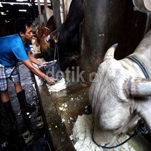 Dirjen Kementan: Jabodetabek, Jabar, dan Banten Butuh 400 Ribu Ekor Hewan Kurban