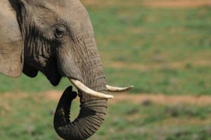 Astaga! Turis 69 Tahun Ini Meninggal Diinjak Gajah India