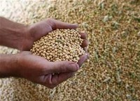 Kenapa Indonesia Ketergantungan Impor Kedelai? Ini Sebabnya