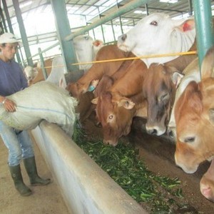 Harga Daging Masih Tinggi, RI Siap Impor 72.500 Ekor Sapi