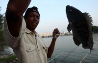 Asyik dapat ikan mujaer.