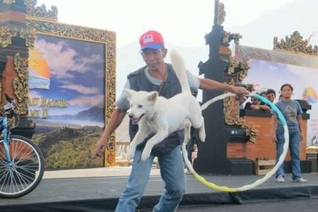 Gara-gara Stres, Anjing Kintamani Batal Tampil