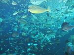 Sea Trek, Jalan-jalan di Bawah Laut Singapura
