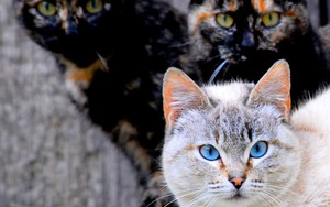 Kucing BBQ Akan Disajikan dalam Festival Tahunan Santa Efigenia di Peru