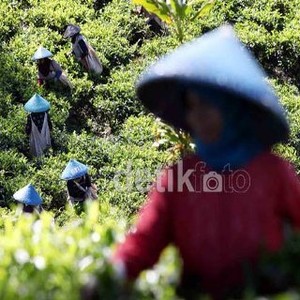 BUMN RNI Ekspor Teh ke Taiwan dan China Rp 6,4 Miliar/Bulan
