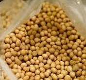 Ini Alasan Petani Pilih Tanam Jagung daripada Kedelai