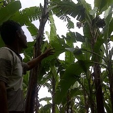Menengok Sentra Perkebunan Pisang Mas Kirana di Lumajang