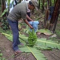 Pisang Kirana Mas Efektif Cegah Urbanisasi
